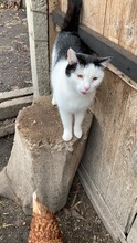 FELIX, Katze, Hauskatze in Rumänien