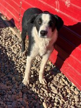 OREO, Hund, Mischlingshund in Rumänien - Bild 2