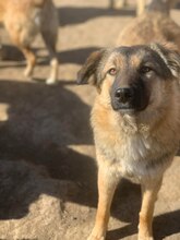 DARYL, Hund, Mischlingshund in Rumänien - Bild 3