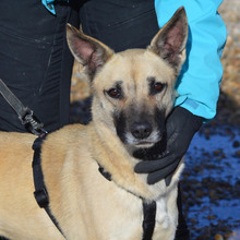 BOIRA, Hund, Mischlingshund in Spanien - Bild 1