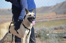 BOIRA, Hund, Mischlingshund in Spanien - Bild 10