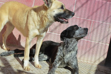 BOIRA, Hund, Mischlingshund in Spanien - Bild 11