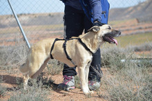 BOIRA, Hund, Mischlingshund in Spanien - Bild 12