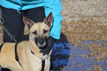 BOIRA, Hund, Mischlingshund in Spanien - Bild 14