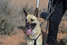 BOIRA, Hund, Mischlingshund in Spanien - Bild 15