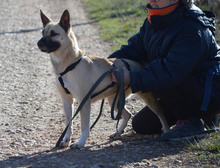 BOIRA, Hund, Mischlingshund in Spanien - Bild 16