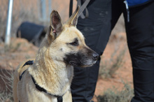 BOIRA, Hund, Mischlingshund in Spanien - Bild 17