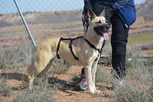 BOIRA, Hund, Mischlingshund in Spanien - Bild 18