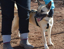 BOIRA, Hund, Mischlingshund in Spanien - Bild 19