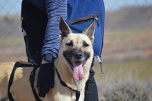 BOIRA, Hund, Mischlingshund in Spanien - Bild 2