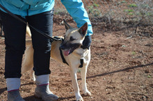 BOIRA, Hund, Mischlingshund in Spanien - Bild 4