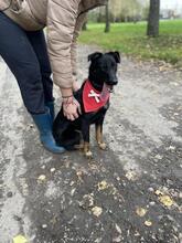 MAXIKY87, Hund, Mischlingshund in Slowakische Republik - Bild 3