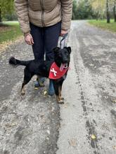 MAXIKY87, Hund, Mischlingshund in Slowakische Republik - Bild 5