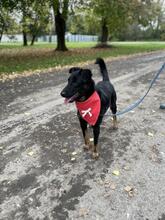 MAXIKY87, Hund, Mischlingshund in Slowakische Republik - Bild 8