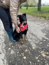 MAXIKY87, Hund, Mischlingshund in Slowakische Republik - Bild 9