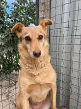 JACINTA, Hund, Mischlingshund in Portugal - Bild 3