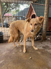 JACINTA, Hund, Mischlingshund in Portugal - Bild 4