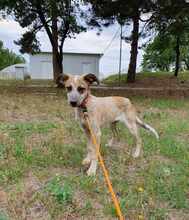 MIA, Hund, Mischlingshund in Bulgarien - Bild 1