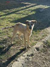 MIA, Hund, Mischlingshund in Bulgarien - Bild 8