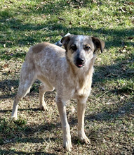 MIA, Hund, Mischlingshund in Bulgarien - Bild 9