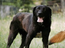 LIMBO, Hund, Mischlingshund in Bulgarien - Bild 21