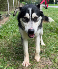 JAGO, Hund, Mischlingshund in Kroatien - Bild 14