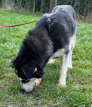 JAGO, Hund, Mischlingshund in Kroatien - Bild 18