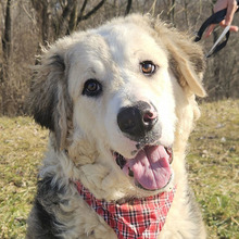 BEBAC, Hund, Mischlingshund in Kroatien