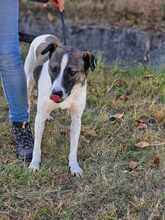 ZEUS, Hund, Mischlingshund in Bulgarien - Bild 11