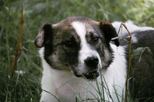 ZEUS, Hund, Mischlingshund in Bulgarien - Bild 12