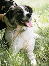 ZEUS, Hund, Mischlingshund in Bulgarien - Bild 16