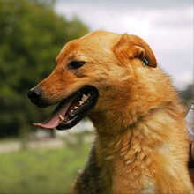 SILVI, Hund, Mischlingshund in Bulgarien - Bild 10