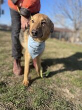 SILVI, Hund, Mischlingshund in Bulgarien - Bild 2