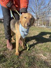 SILVI, Hund, Mischlingshund in Bulgarien - Bild 4