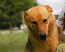 SILVI, Hund, Mischlingshund in Bulgarien - Bild 9