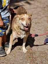 BELLA, Hund, Mischlingshund in Bulgarien - Bild 2