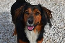 LITZ, Hund, Volpino Italiano-Mix in Italien