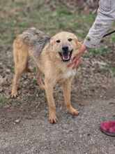 DASH, Hund, Mischlingshund in Bulgarien - Bild 10