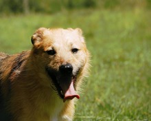 DASH, Hund, Mischlingshund in Bulgarien - Bild 11