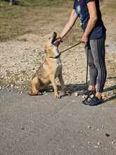 DASH, Hund, Mischlingshund in Bulgarien - Bild 7