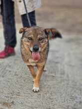 ALBY, Hund, Mischlingshund in Bulgarien - Bild 1