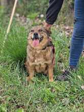 ALBY, Hund, Mischlingshund in Bulgarien - Bild 10