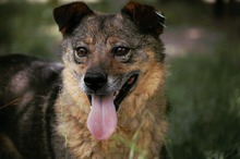 ALBY, Hund, Mischlingshund in Bulgarien - Bild 16