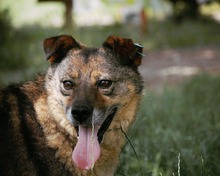 ALBY, Hund, Mischlingshund in Bulgarien - Bild 17