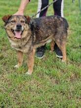 ALBY, Hund, Mischlingshund in Bulgarien - Bild 3