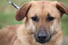 ARCI, Hund, Labrador-Mix in Lohra-Reimershausen - Bild 1