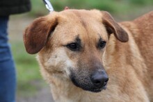 ARCI, Hund, Labrador-Mix in Lohra-Reimershausen - Bild 2