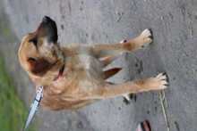 ARCI, Hund, Labrador-Mix in Lohra-Reimershausen - Bild 3