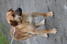 ARCI, Hund, Labrador-Mix in Lohra-Reimershausen - Bild 4