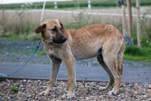 ARCI, Hund, Labrador-Mix in Lohra-Reimershausen - Bild 5